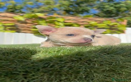 Chihuahua perros en venta: CHIHUAHUA HEMBRA - Imagen 3