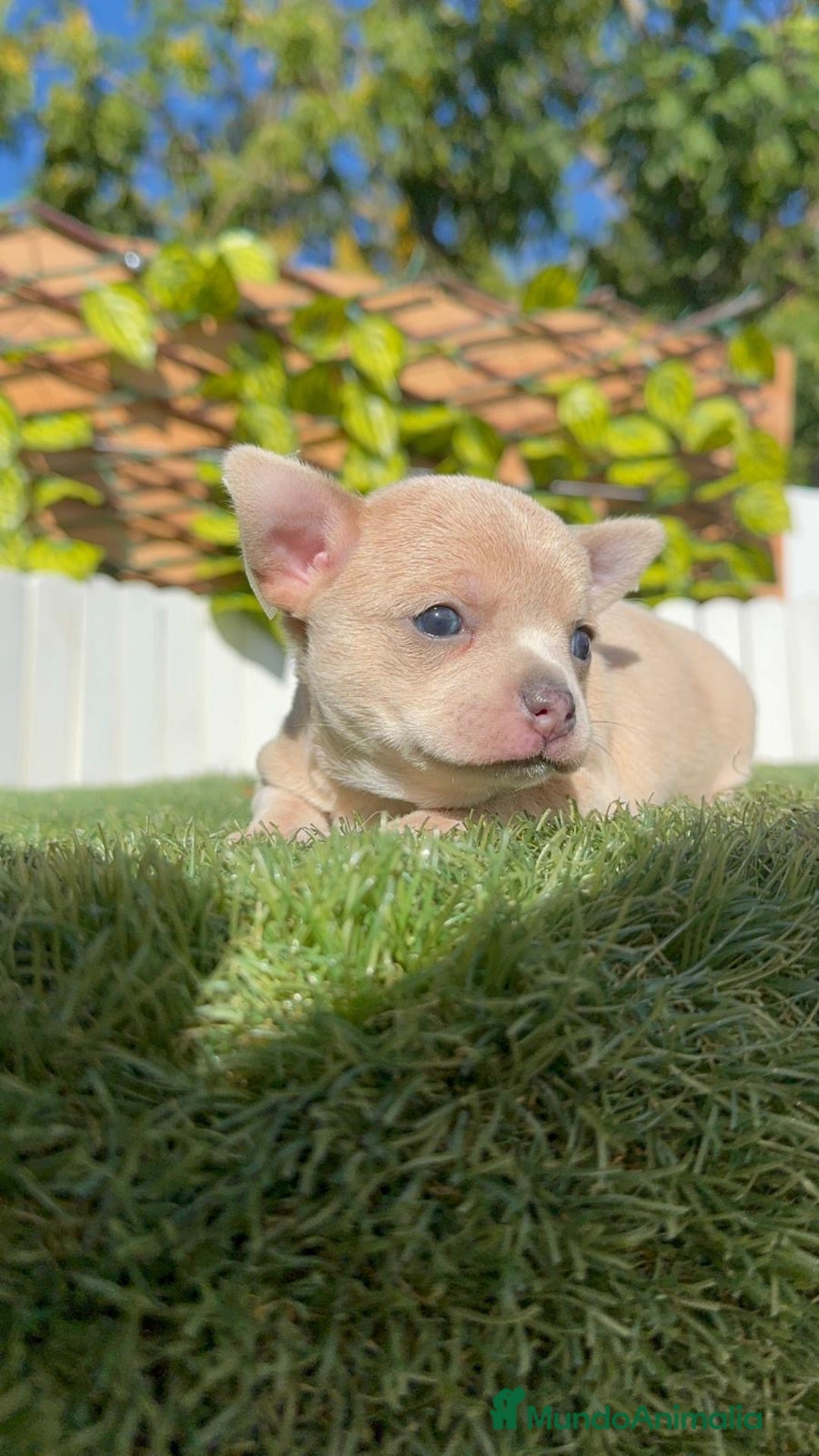 Chihuahua perros en venta: CHIHUAHUA HEMBRA - Imagen 3