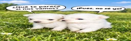Bichón Maltés perros en venta: BICHÓN MALTES MACHITOS - Anuncio 1