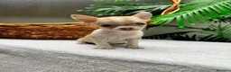 Chihuahua perros en venta:  🐾 DOS PRECIOSAS CHIHUAHUAS HEMBRAS 🐾 - Anuncio 21