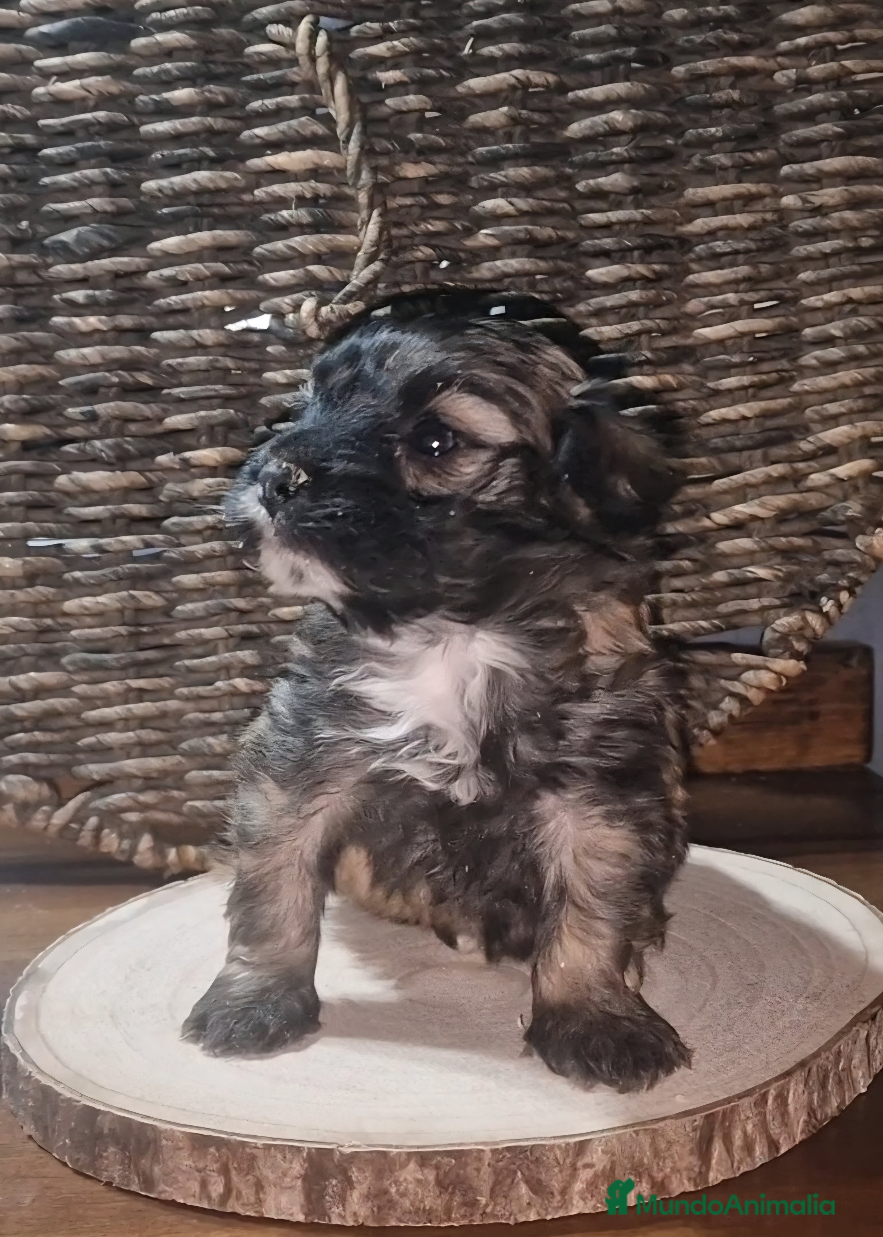 Maltipoo perros Maltipoo - Anuncio 2