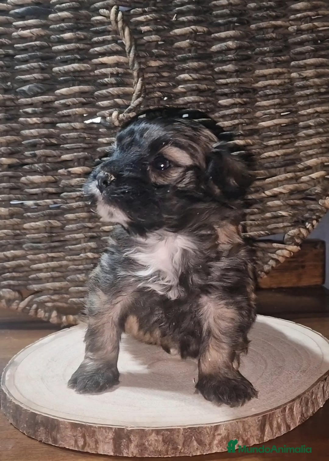 Maltipoo perros en venta: Maltipoo - Anuncio 2