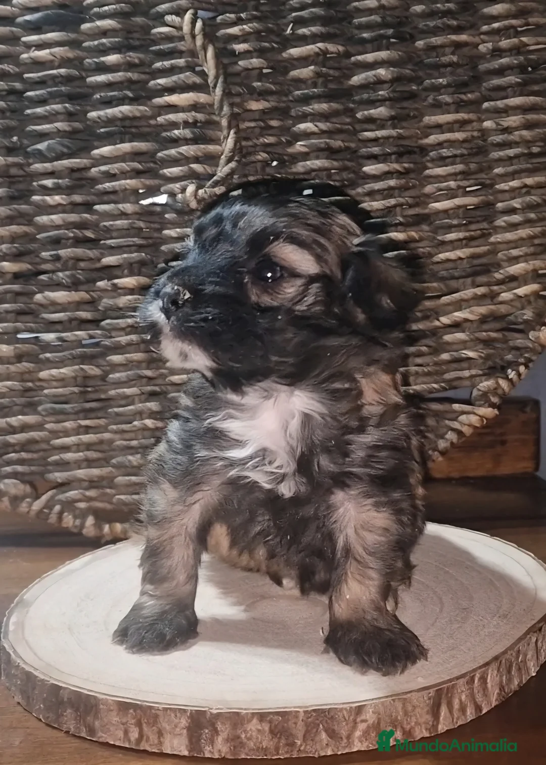 Maltipoo perros en venta: Maltipoo - Anuncio 2