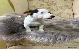 Jack Russell Terrier perros en venta: Cachorros de Jack Russell  - Imagen 17