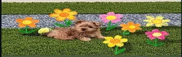 Maltipoo perros en venta: Maltipoo  - Anuncio 3