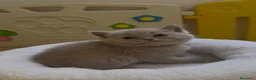 Británico de Pelo Corto Azul gatos en venta: Exclusivos gatitos British Shorthair Blue y Lilac  - Anuncio 1