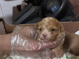 Caniche Toy perros Excelente camada de Caniche toy apricot - Anuncio 3