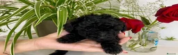 Caniche Toy perros en venta: Caniche Toy - Anuncio 3