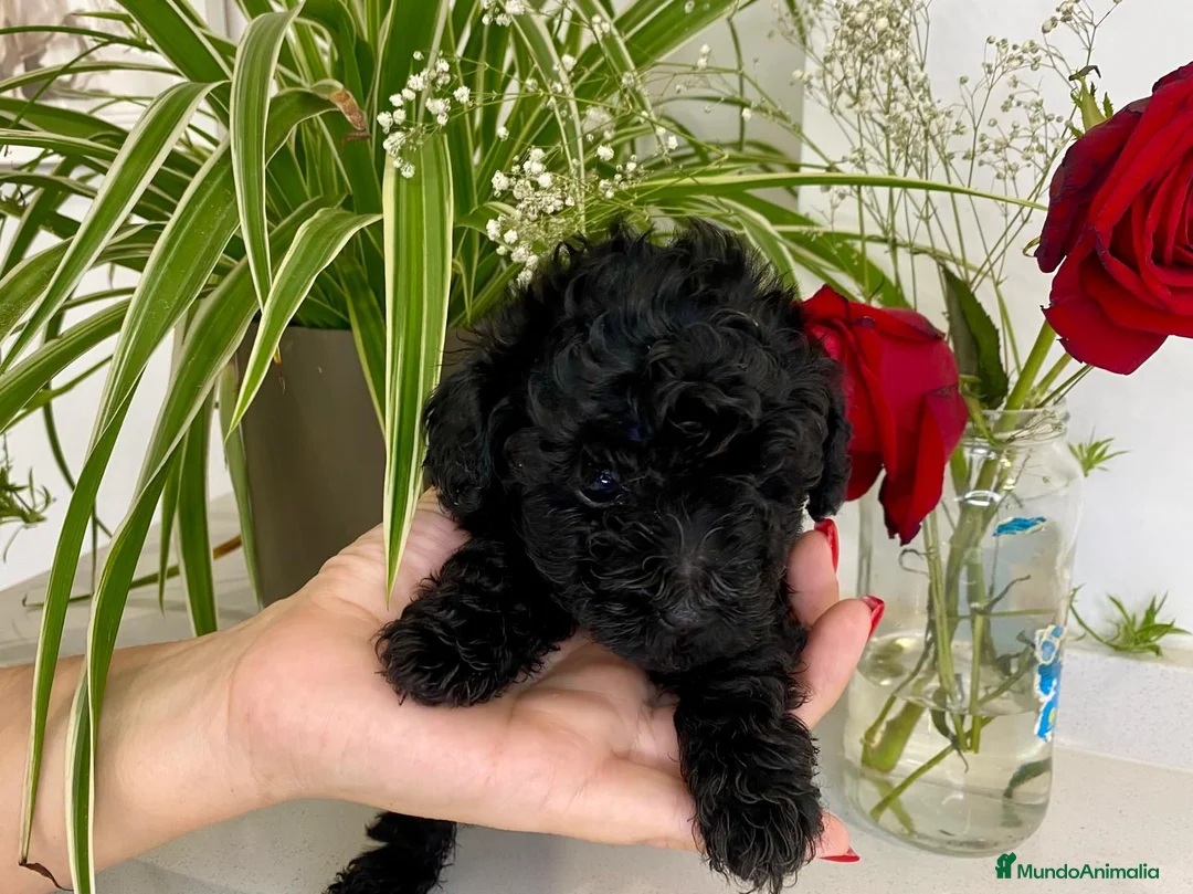 Caniche Toy perros en venta: Caniche Toy - Anuncio 3