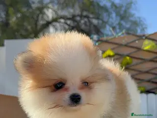 Pomerania perros POMERANIA MACHO - Anuncio 1