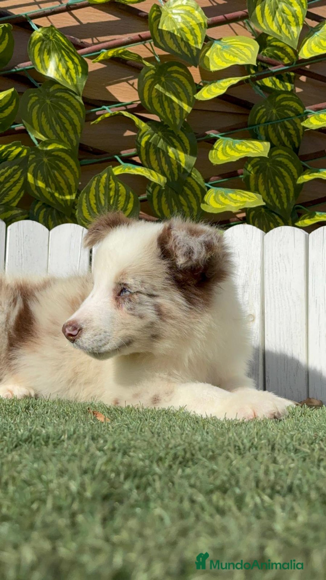 Border Collie perros en venta: BORDER COLLIE - Anuncio 10