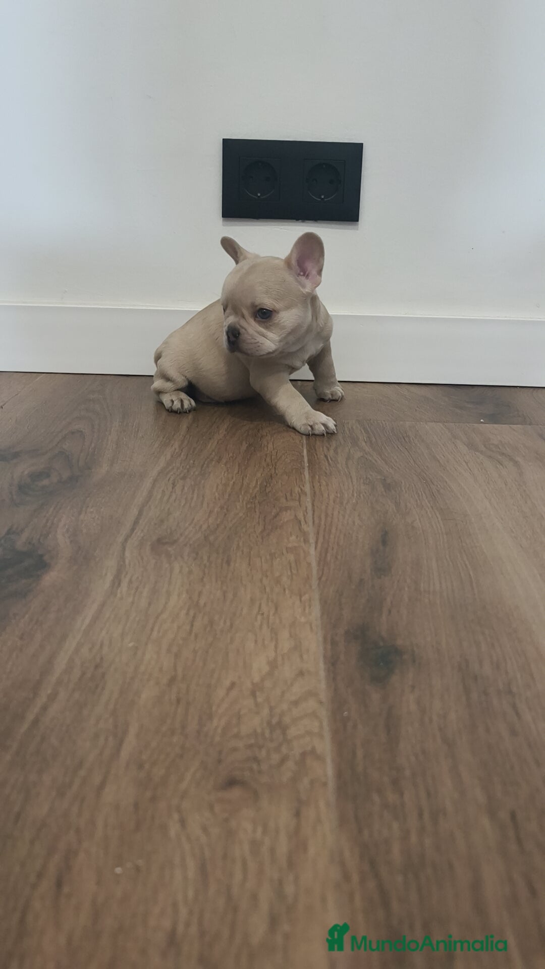 Bulldog Francés perros en venta: Bulldog Francés Macho ojos azules espectacular!!! - Imagen 2