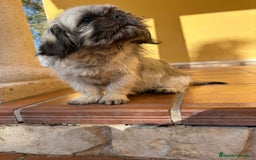 Pekinés perros en venta: Cachorro de pekinés imperial hembra  - Anuncio 8