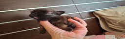 Chihuahua perros en venta: Magníficos chihuahuas de pelo largo - Anuncio 3