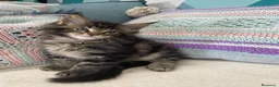 Maine Coon gatos en venta: Rey- Diez cattery  - Anuncio 4