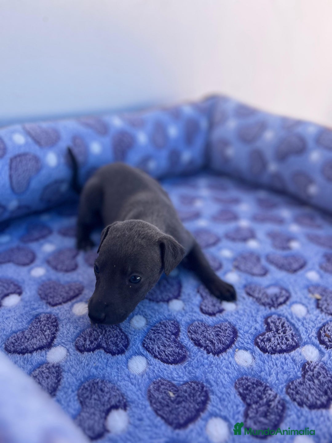 Whippet perros en venta: Whippet blue  - Imagen 17