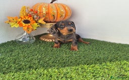 Teckel Miniatura perros en venta: TECKEL MINIATURA ARLEQUIN - Imagen 1