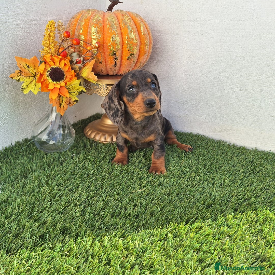 Teckel Miniatura perros en venta: TECKEL MINIATURA ARLEQUIN - Imagen 1