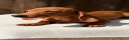 Teckel Miniatura perros en venta: TECKEL KANICHEN CHOCOLATE - Anuncio 4