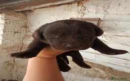 Labrador Retriever perros en venta: Labrador retriever  - Anuncio 3