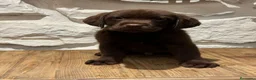 Labrador Retriever perros en venta: Cachorro Labrador chocolate  - Anuncio 4