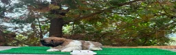 Shih Tzu perros en venta: Machitos de shih tzu - Anuncio 13