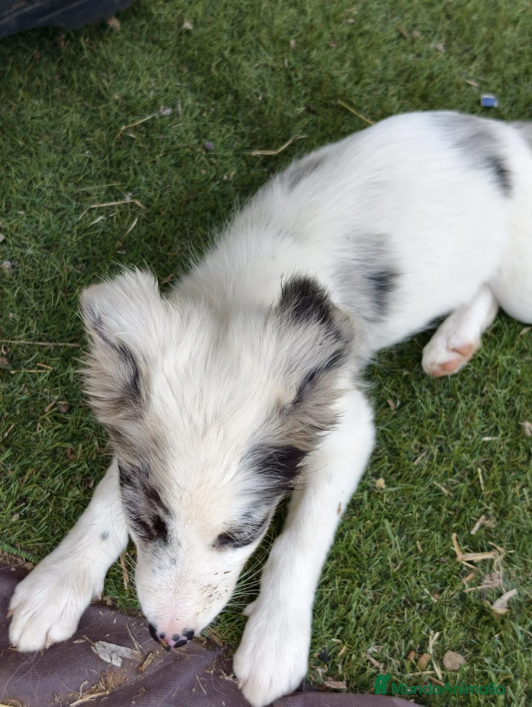 Border Collie perros en venta: Border collie - Anuncio 3