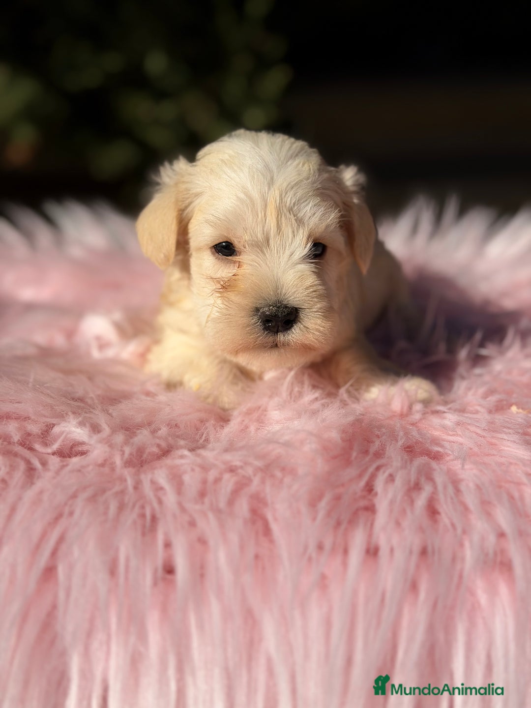 Schnauzer Miniatura perros en venta: Schnauxer miniatura blanca  - Anuncio 4