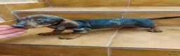 Teckel Miniatura perros en venta: Machito teckel rojo arlequín  - Anuncio 2