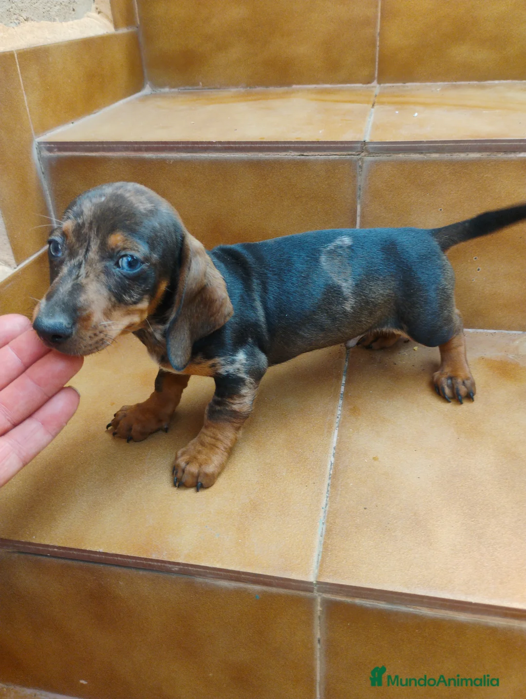 Teckel Miniatura perros en venta: Machito teckel rojo arlequín  - Anuncio 2