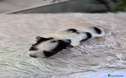 Yorkshire Terrier perros en venta: YORKSHIRE BIEWER HEMBRA - Anuncio 8