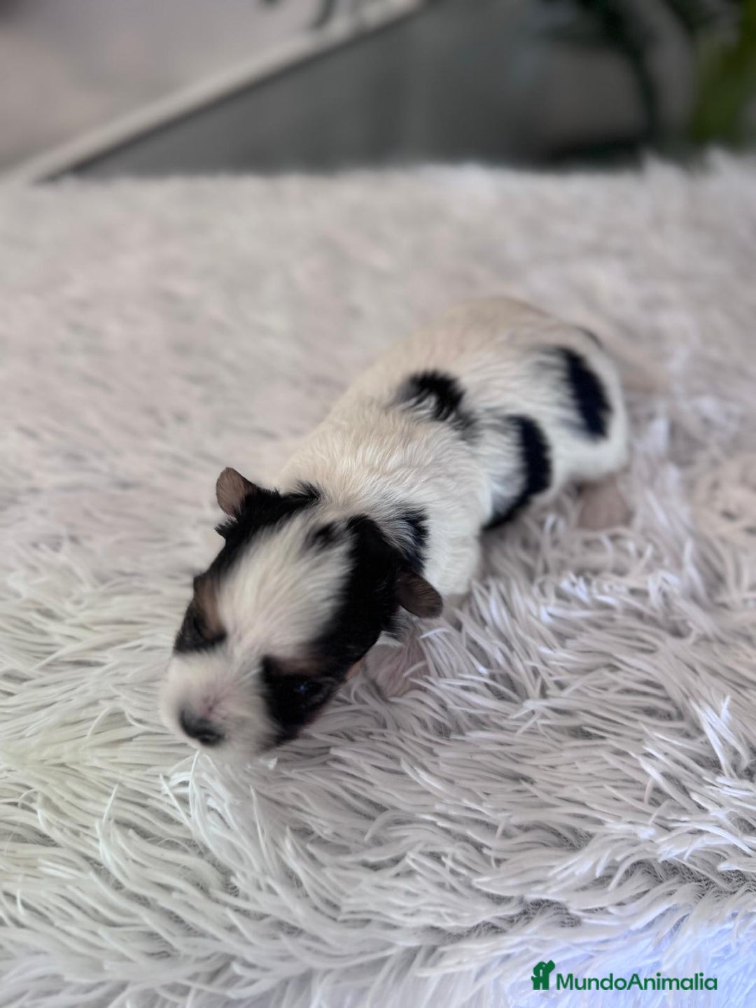 Yorkshire Terrier perros en venta: YORKSHIRE BIEWER HEMBRA - Anuncio 8