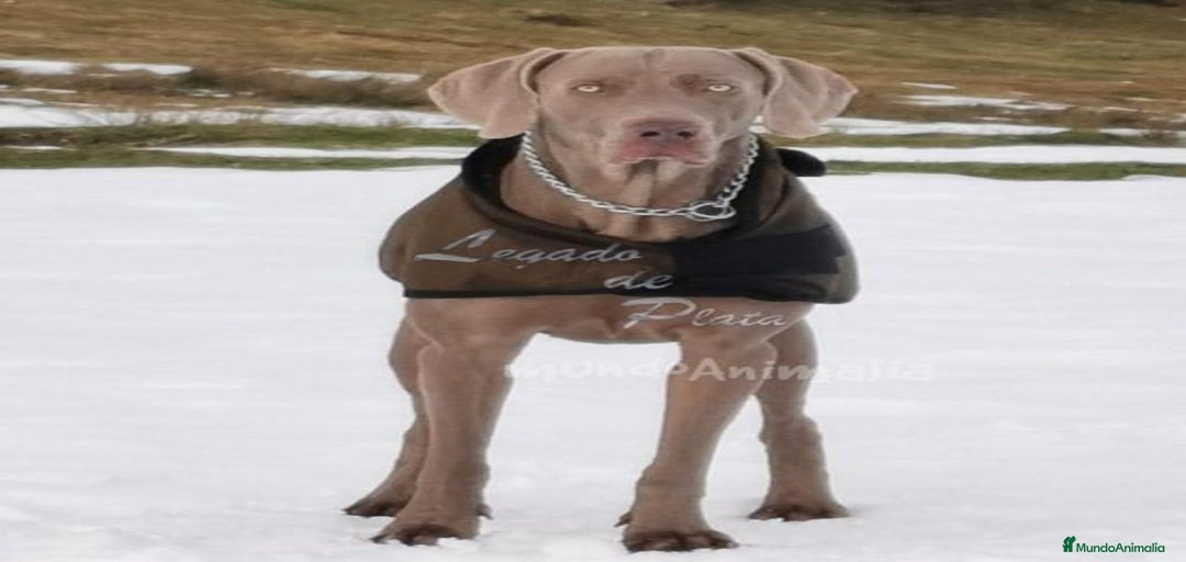 Imagen de galería {{count}}