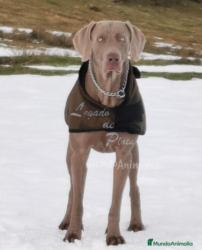 Imagen de galería {{count}}