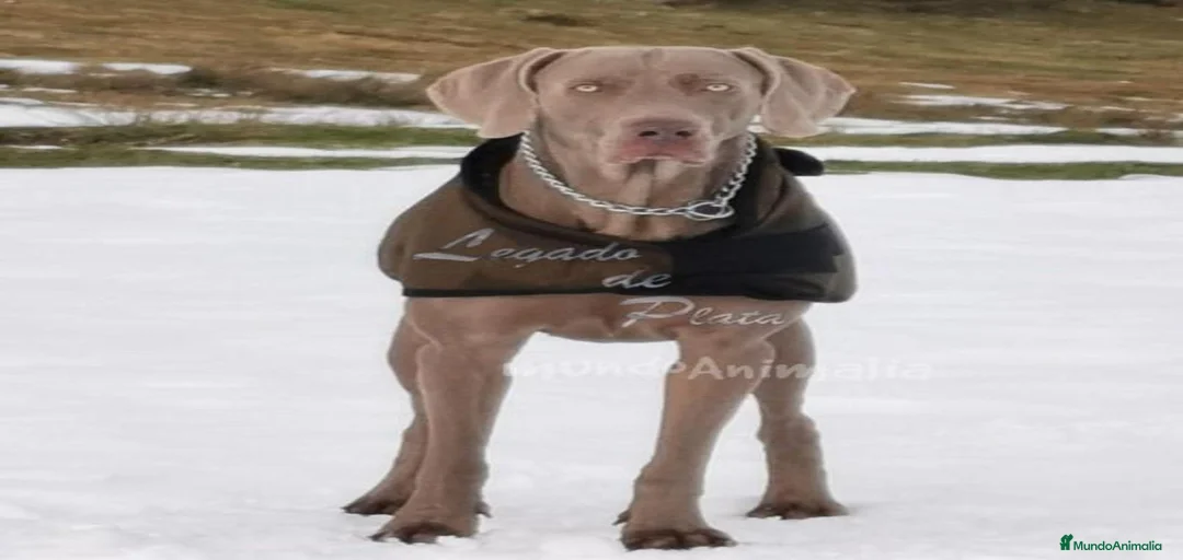 Imagen de galería {{count}}