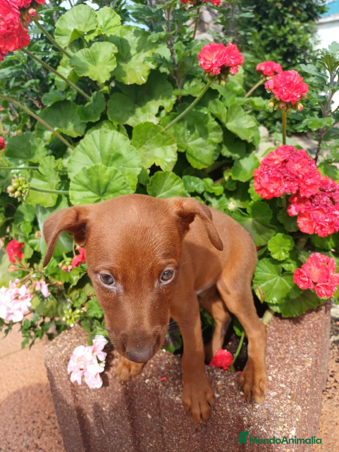 Pinscher Miniatura perros en venta: Macho Mini pinche Rojo  en Barcelona - Anuncio 2