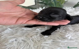 Cocker Spaniel Inglés perros en venta: COCKER MACHO - Imagen 12