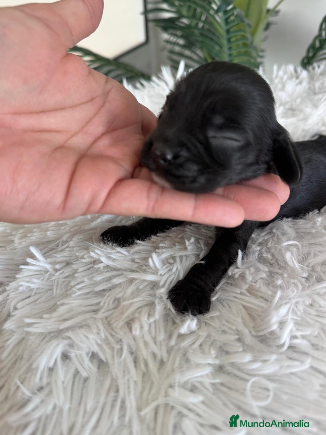 Cocker Spaniel Inglés perros en venta: COCKER MACHO - Imagen 12