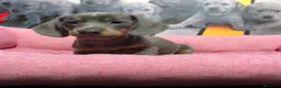 Teckel Miniatura perros en venta: Teckel miniatura  - Anuncio 3