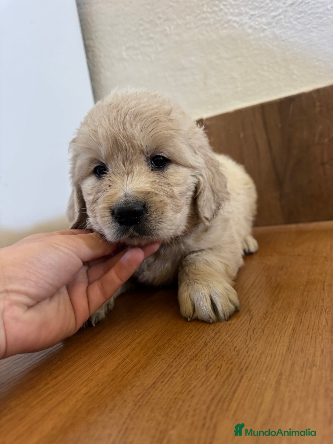 Golden Retriever perros en venta: golden retriever  - Anuncio 4