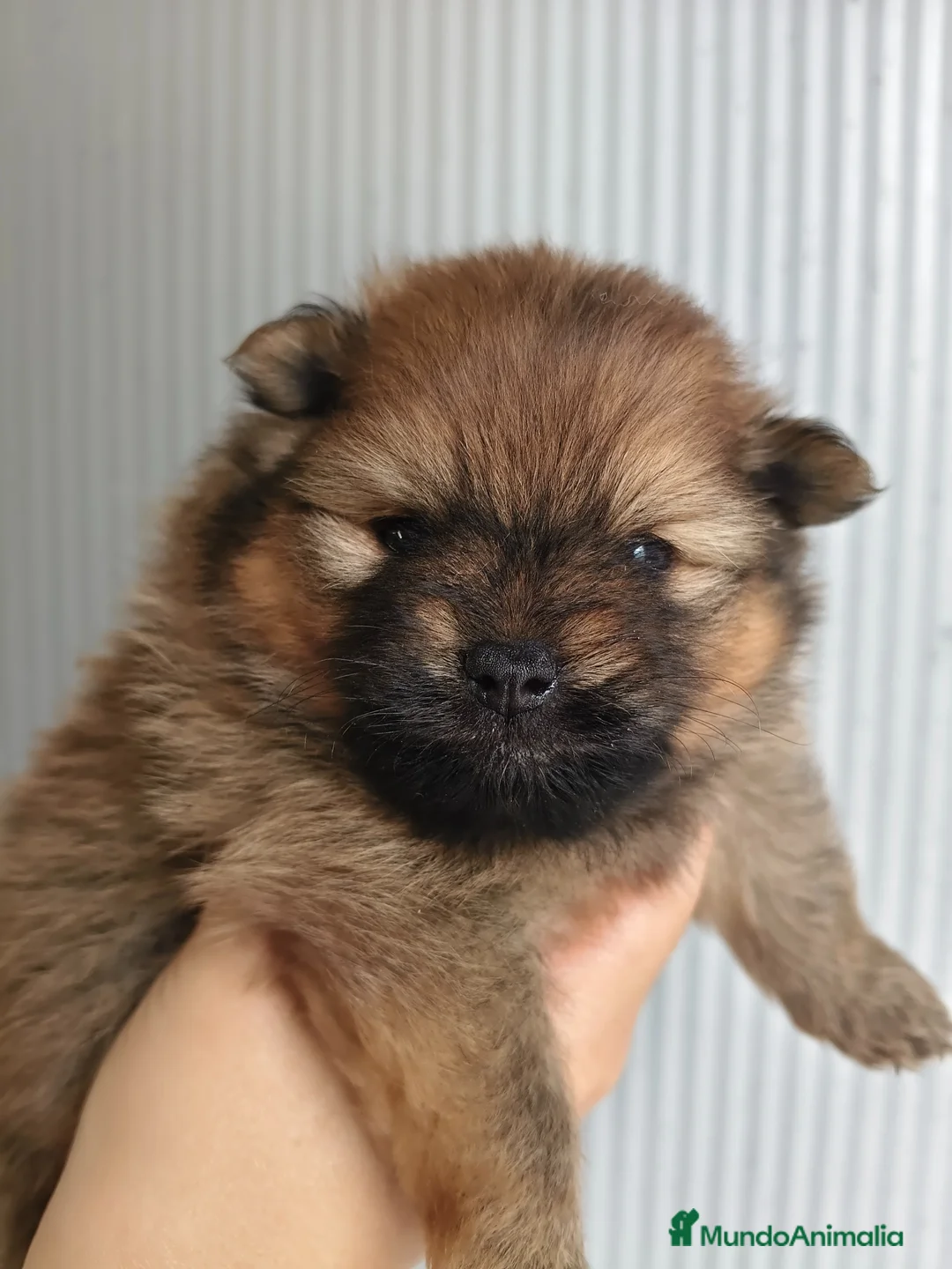 Pomerania perros en venta: POMERANIA  - Anuncio 2