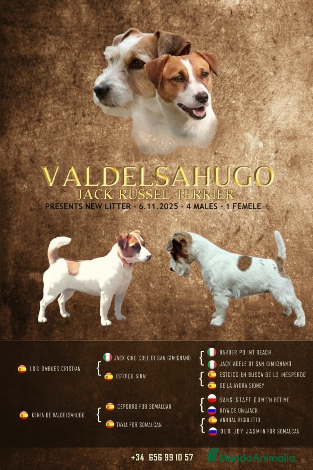 Jack Russell Terrier perros en venta: Camada de Jack Russell terrier - Anuncio 3