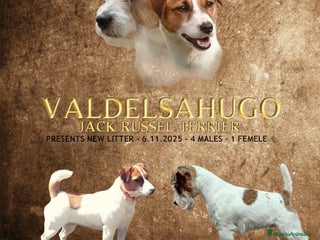Jack Russell Terrier perros Camada de Jack Russell terrier - Anuncio 7