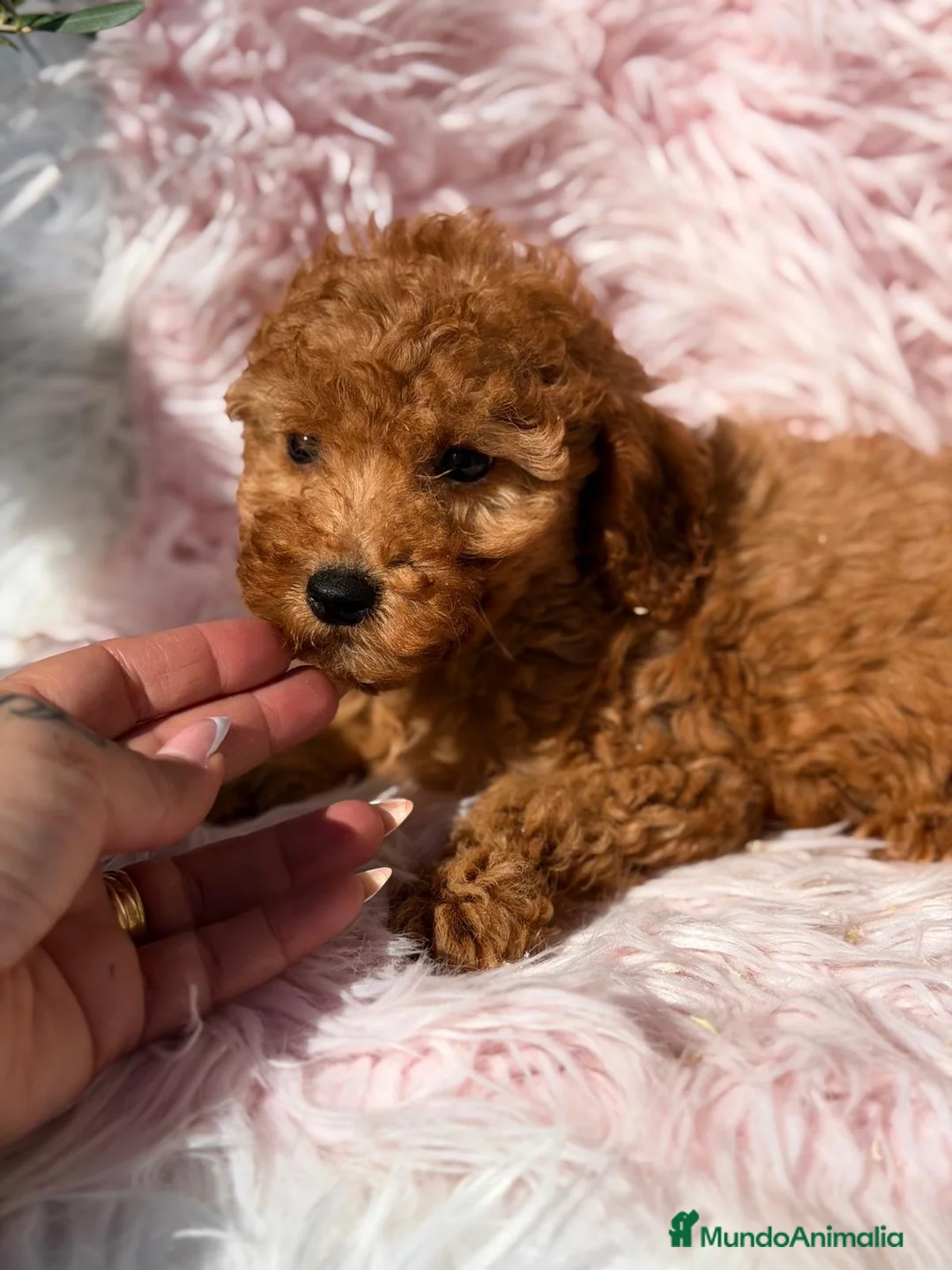 Maltipoo perros en venta: Maltipoo hembra roja - Anuncio 9