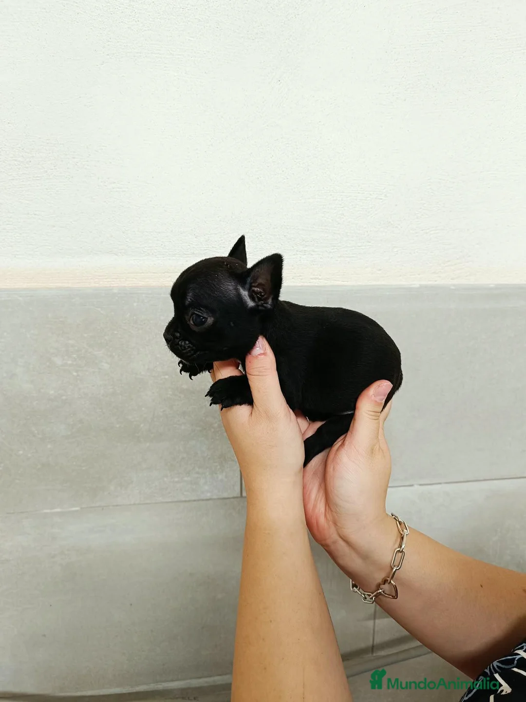 Bulldog Francés perros en venta: Bulldog Frances  - Anuncio 2