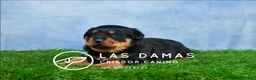 Rottweiler perros en venta: CACHORROS DE ROTTWEILER - Anuncio 1