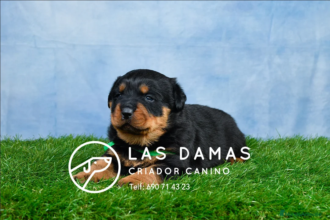 Rottweiler perros en venta: CACHORROS DE ROTTWEILER - Anuncio 1
