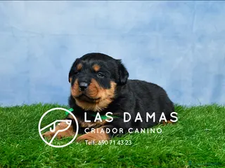 Rottweiler perros CACHORROS DE ROTTWEILER - Anuncio 1