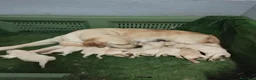 Golden Retriever perros en venta: Gran Camada de Golden Retriever - Anuncio 13