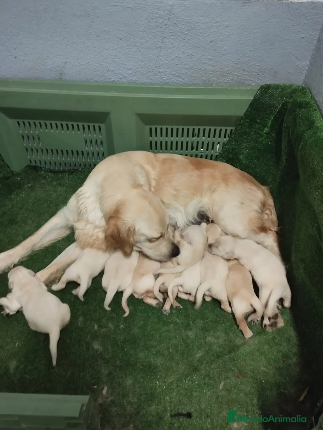 Golden Retriever perros en venta: ULTIMOS GOLDEN RETRIEVER, SUPER OFERTA. - Anuncio 26